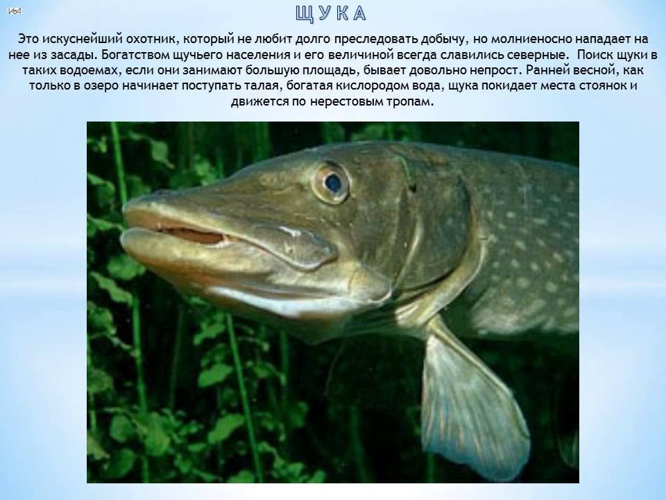 На что клюет хищная рыба щука