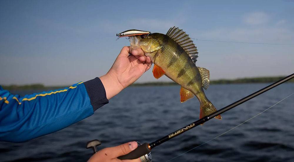 Как поймать щуку на спиннинг летом: приманки для рыбалки, на что лучше клюет
