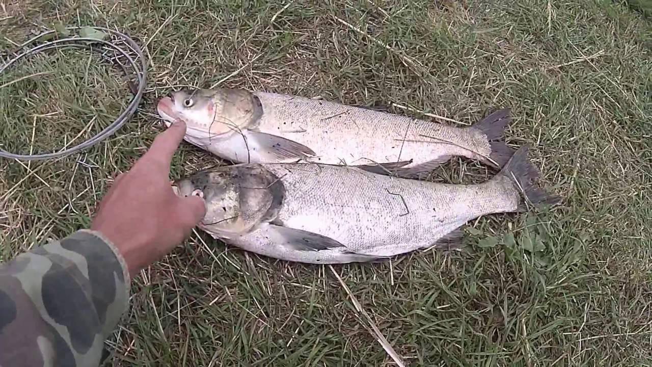 Отчет о рыбалке на толстолобика на озере бобровичское
