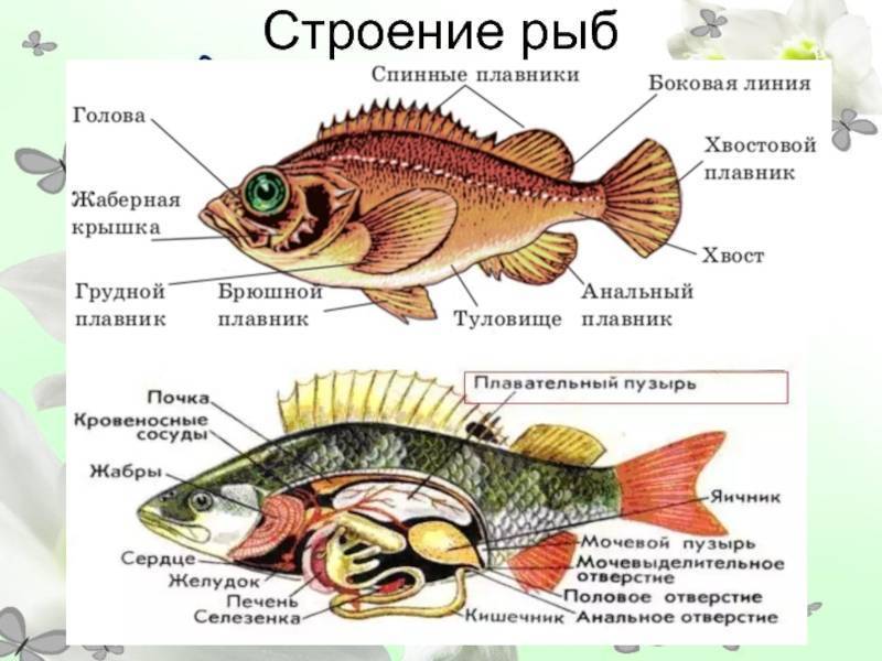 Особенности строения костных рыб