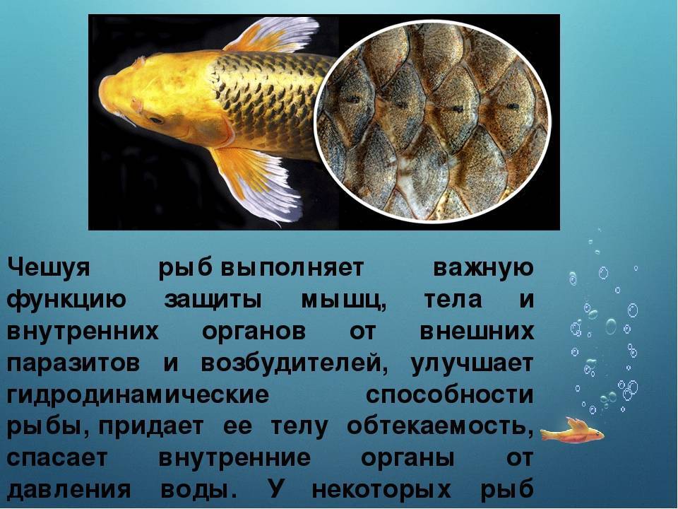 Болезни рыб: причины, симптомы и методы лечения