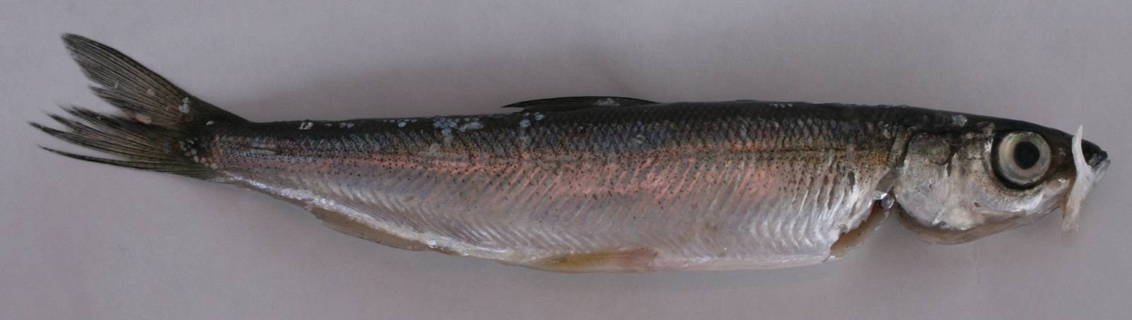 Рыба ряпушка: беломорская, сибирская и другие подвиды