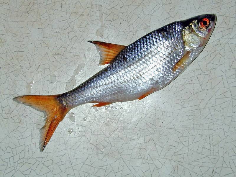 Рыба сорожка (плотва) – все лайфхаки и советы для рыбалки на одном сайте