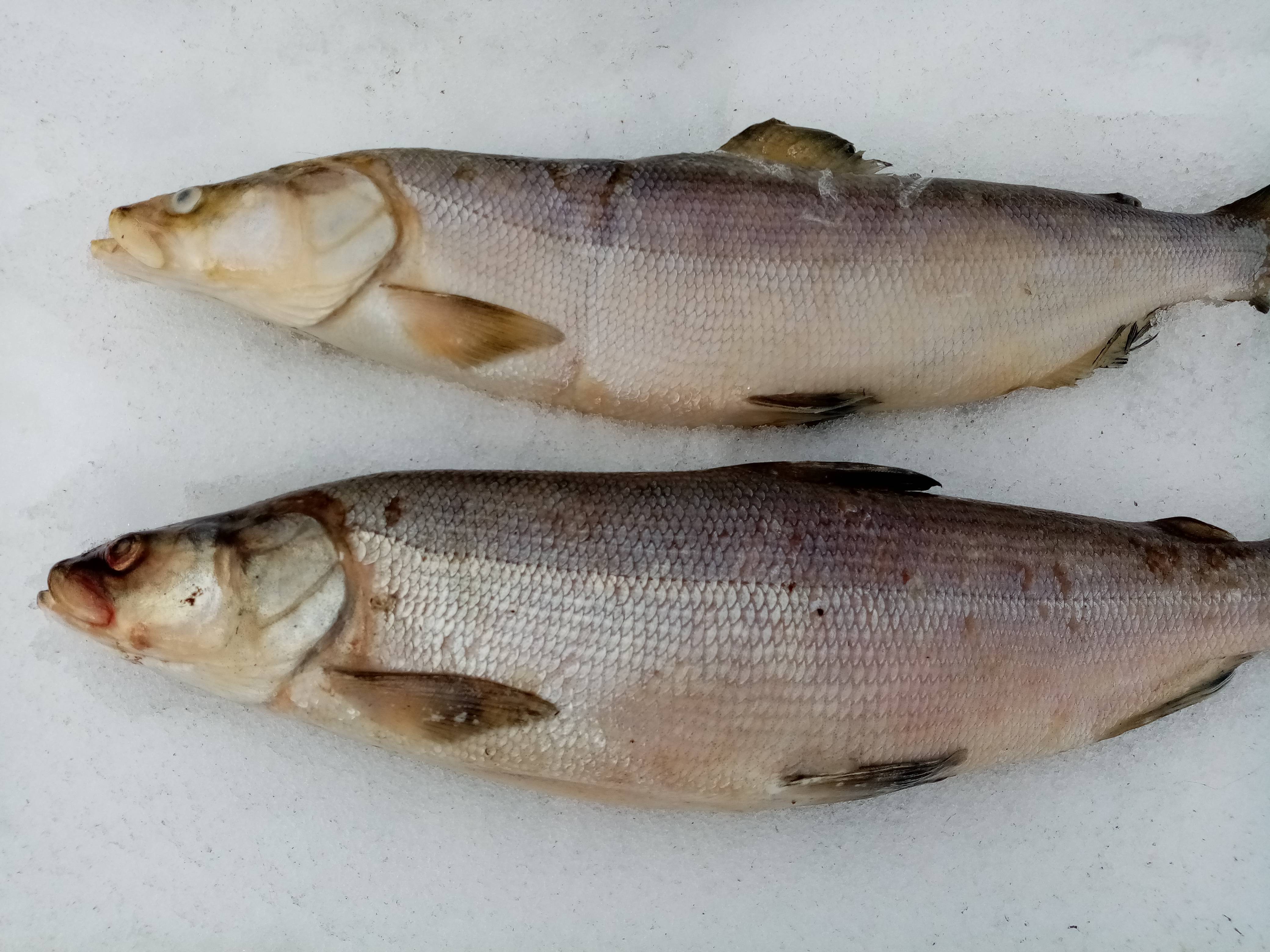 Рыба нельма - описание, польза и вред