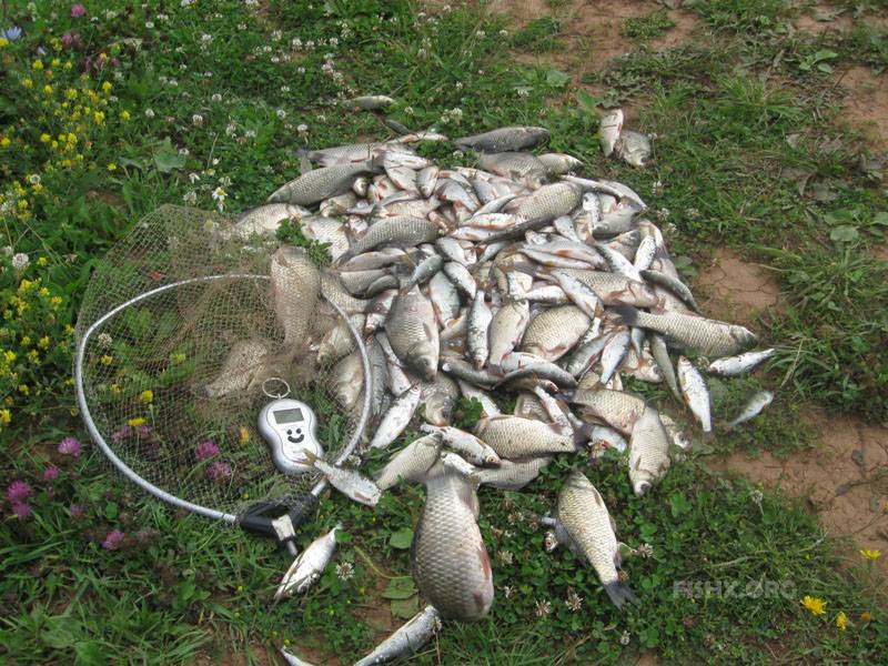Рыбалка на валдае (на базах отдыха или дикарем), какая рыба водится в валдайском озере