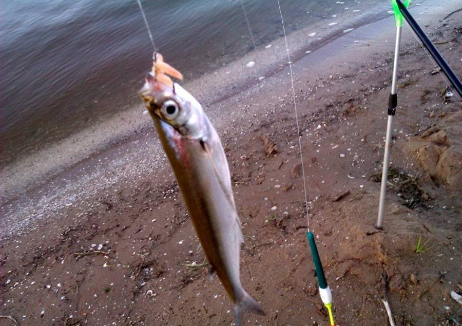 Рыбалка на чехонь: как ловить эту рыбу на резинку, подбор снастей