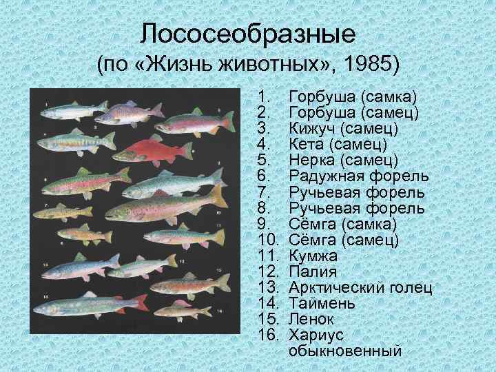 Рыба семейства тресковых: отличия и особенности, среда обитания, перечень видов