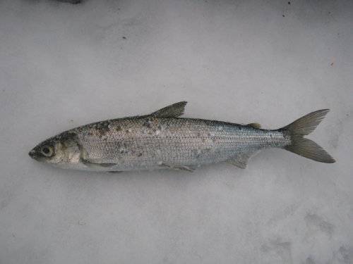 Рыба рипус: описание, ловля и рецепты приготовления