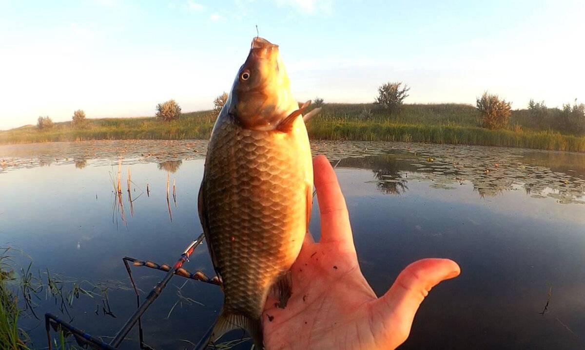 Рыбалка на карася – ловля зимой, весной, летом и осенью + видео и фото