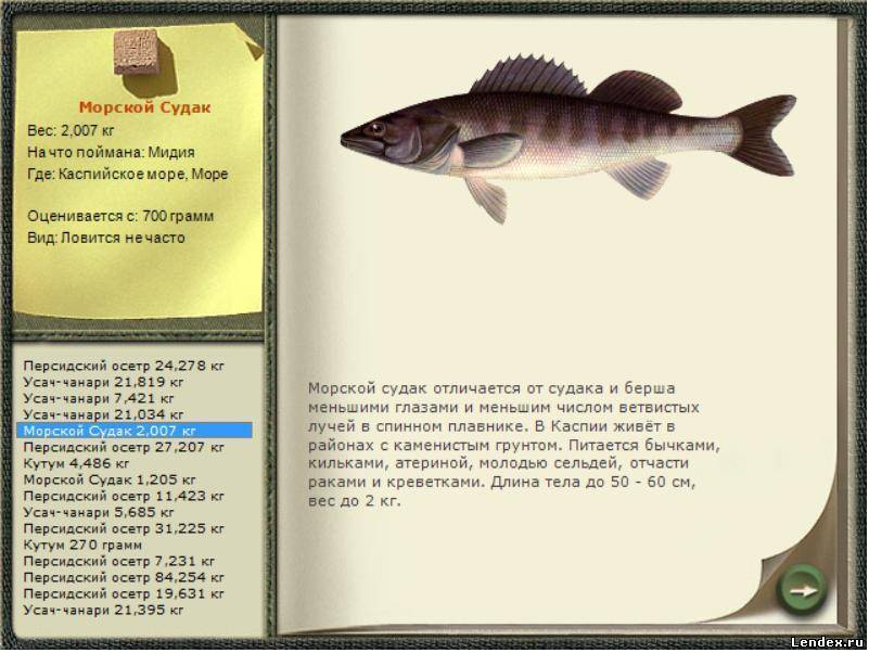 Самые свежие факты про рыбу судак