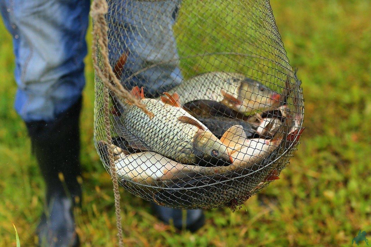 Секрет бывалых деревенских рыбаков, как удачно поймать богатый улов и много рыбы на рыбалке