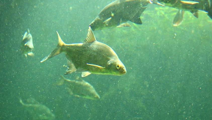 Рыба буффало в астрахани — ловись рыбка