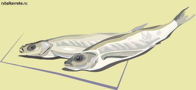 Как распорядиться уловом в «рыбный день»? холодная сушка рыбы – как правильно вялить по госту