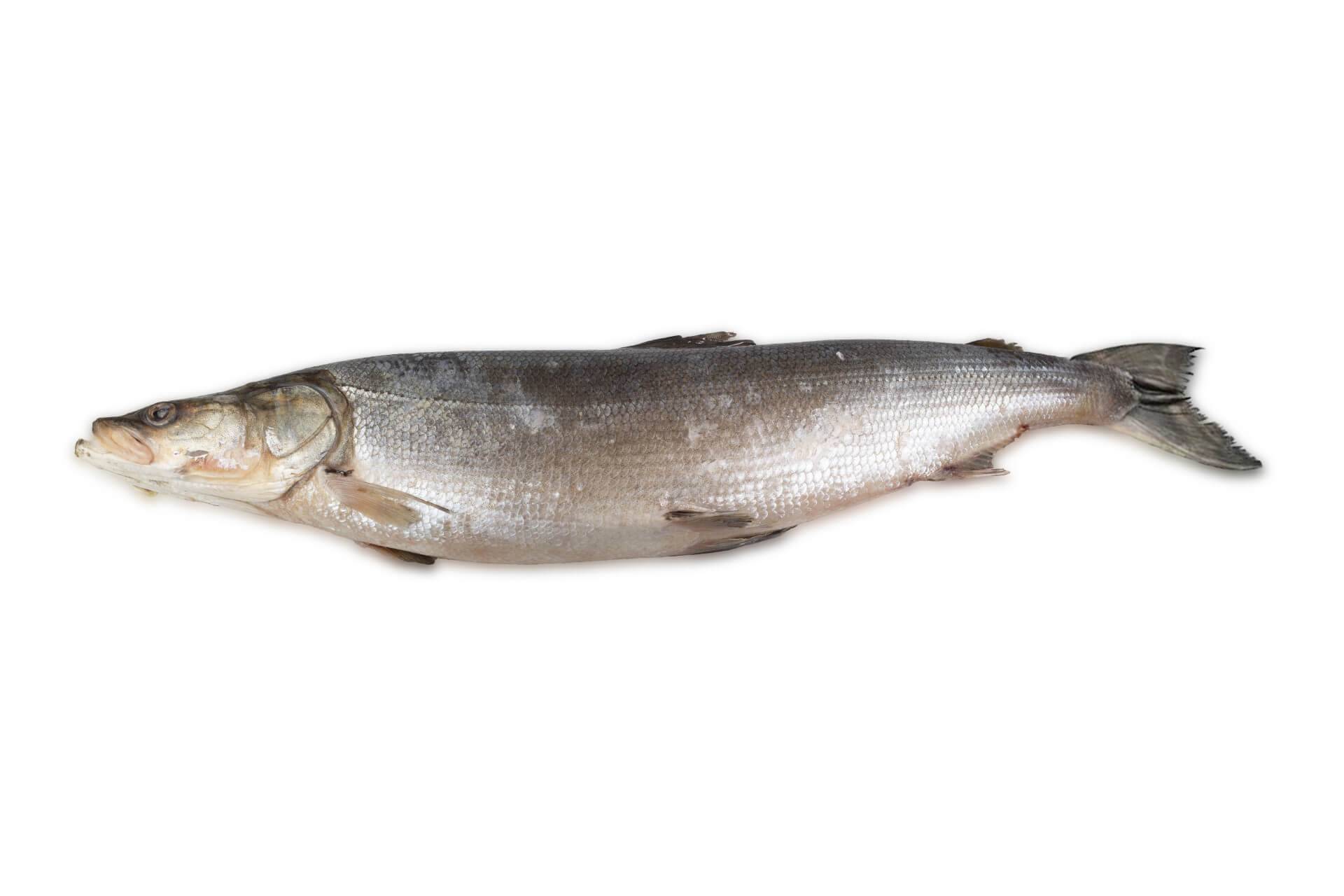 Рыба нельма — чем полезна и чем вредна | польза и вред