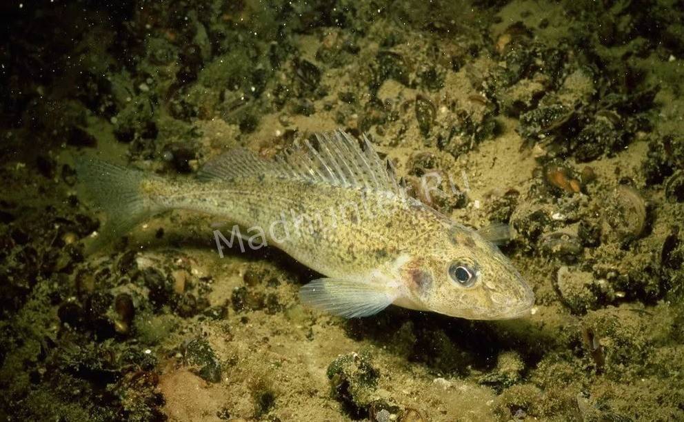 Царская рыба бирюк - легендарный донской ерш-носарь, утративший хозяйственное значение