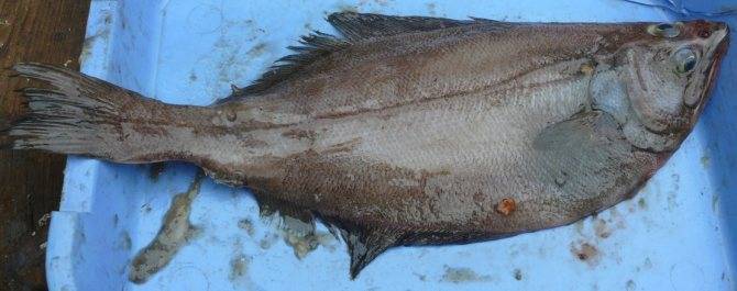 Рыба палтус: вред и польза