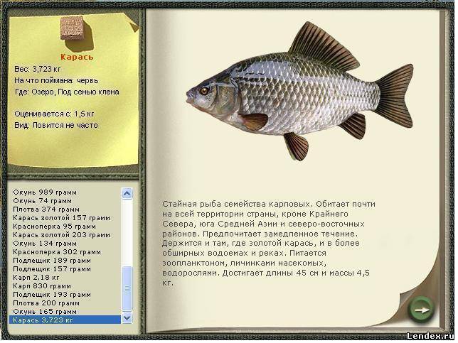 Рыба карась: описание и особенности искусственного разведения — cельхозпортал