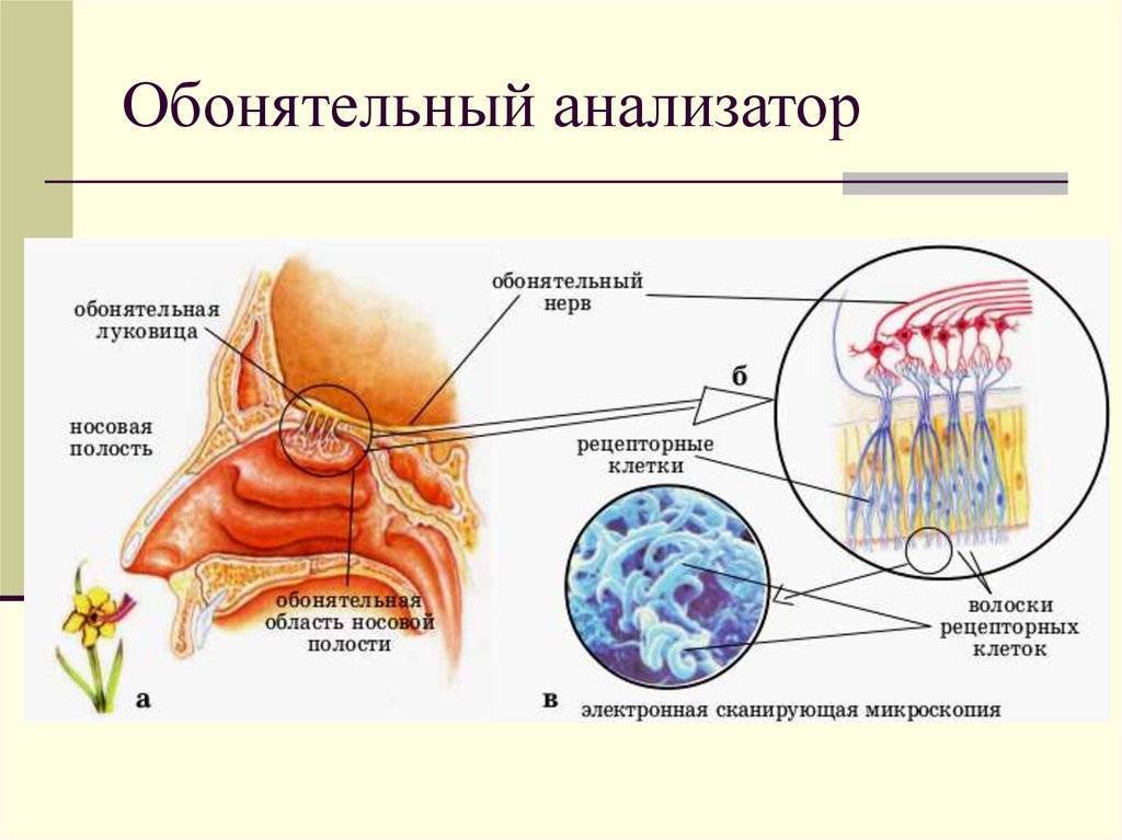 Обоняние это