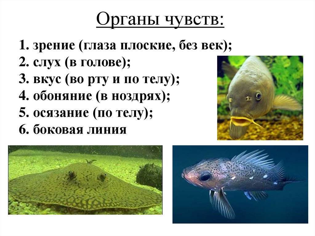 Глаза как у рыбы. органы зрения. зрение рыб. органы чувств: зрение рыб