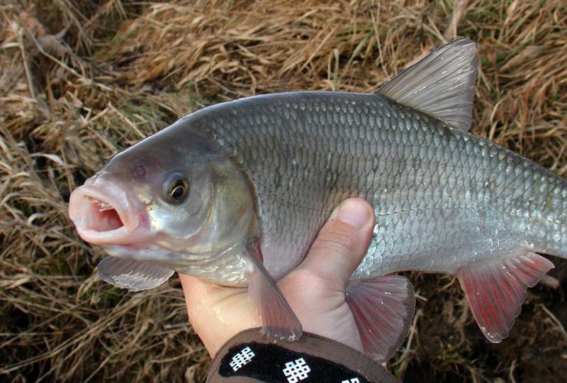 Язь - описание рыбы, на что клюет и выбор приманки для рыбы. самые эффективные снасти для лова язя (125 фото)