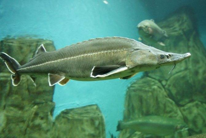 Калуга амурская: где водится осетровая рыба, образ жизни и размножение