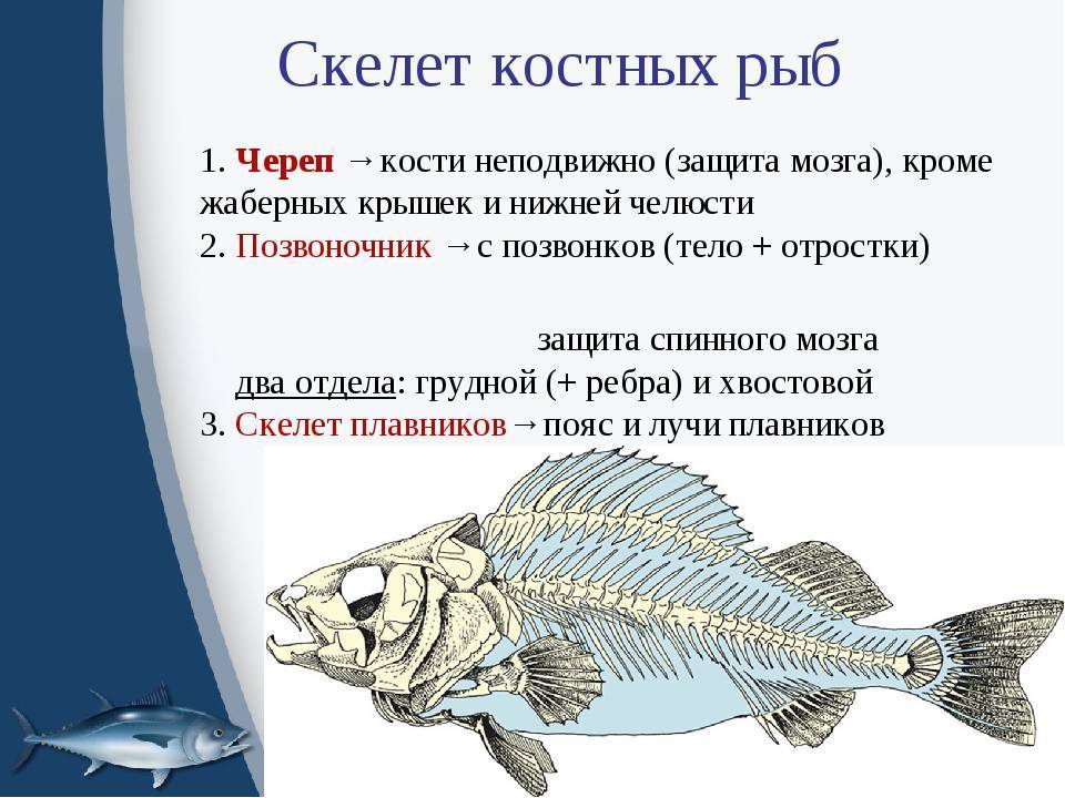 Память как у рыбки: объяснение понятия и какая память у рыб