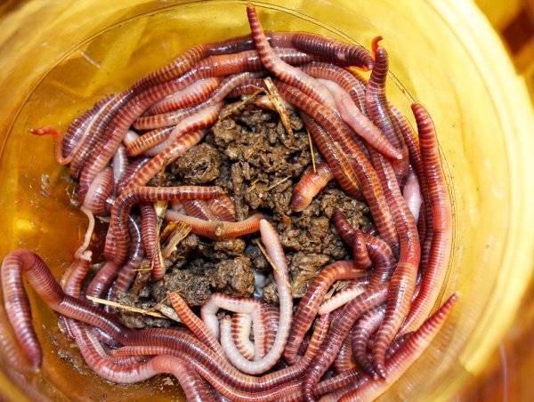Как разводить червей для рыбалки в домашних условиях
