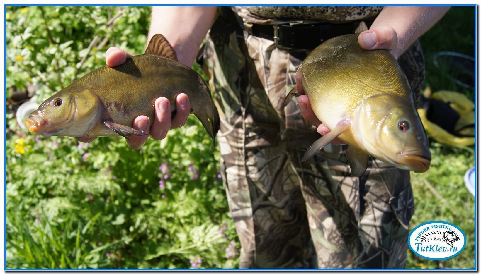 Рыбалка на линя весной - ловля на удочку и фидер, особенности