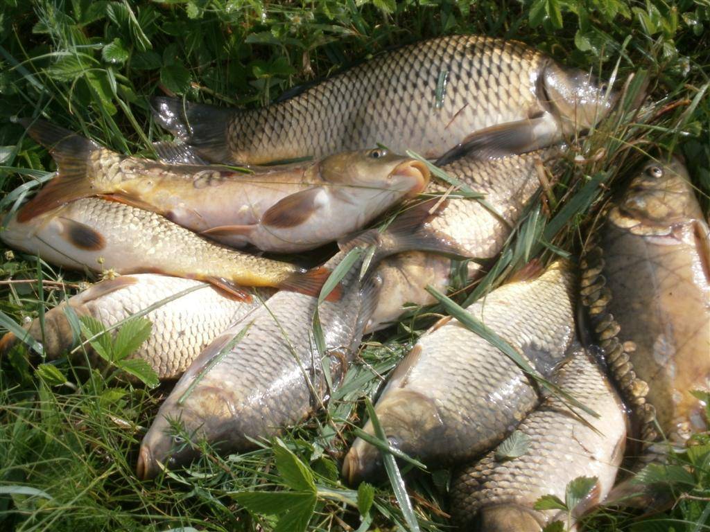 Рыбалка в воронеже | пруды воронежской области