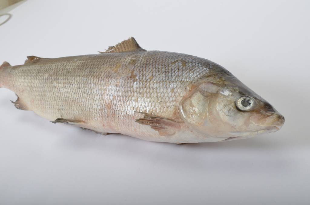 Муксун рыба – что это такое, отличия от щекура, ловля и полезные свойства