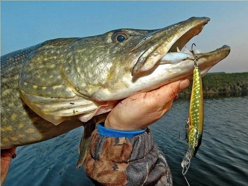 Рыбалка в челябинской области: бесплатные и платные озера