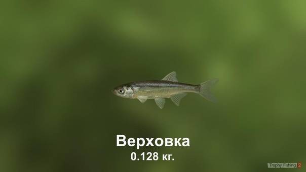 Уклейка: что это за рыба себель, уклея, верхоплавка, где ловят