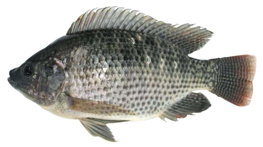 Рыба тилапия: описание, польза вред, где водится, она морская или речная