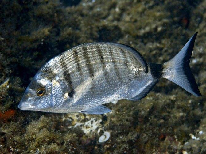 Какая рыба водится в черном море?