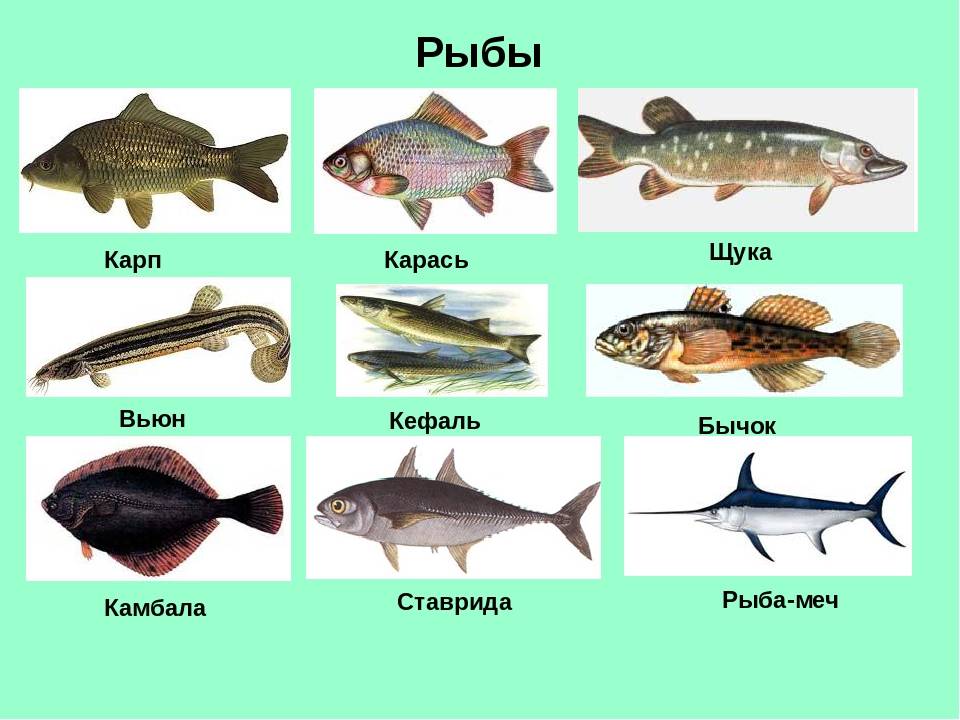 Рыба для жарки: какую лучше выбрать, самые вкусные виды без костей