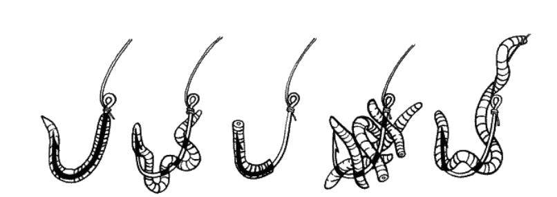 Как правильно насадить червя на карася и что при этом учесть