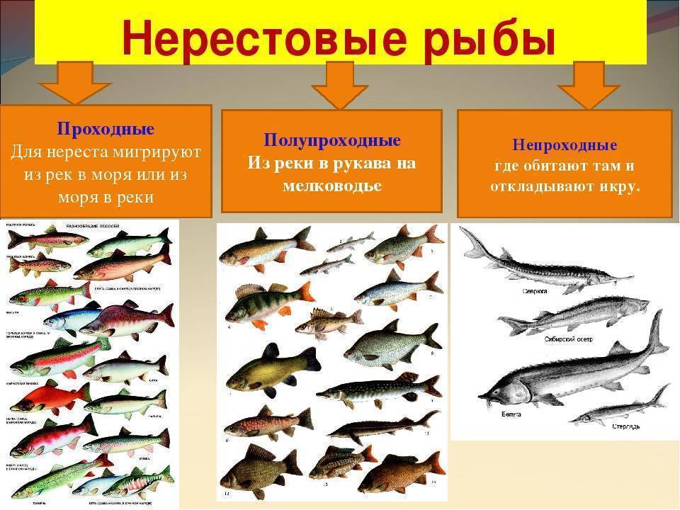 Загадочная рыба линь: как распознать, поймать и приготовить
