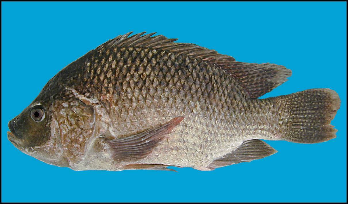 Рыба «Тилапия» фото и описание