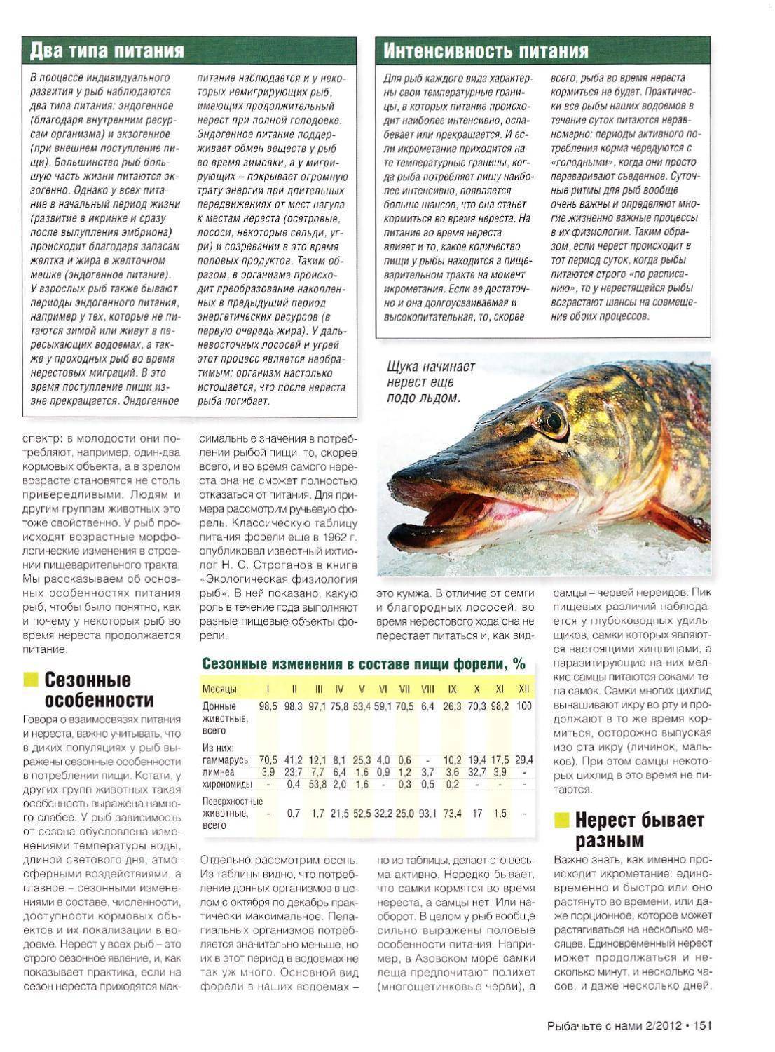 Рыба чир или щокур: описание, обитание, питание, нерест, ловля и выращивание