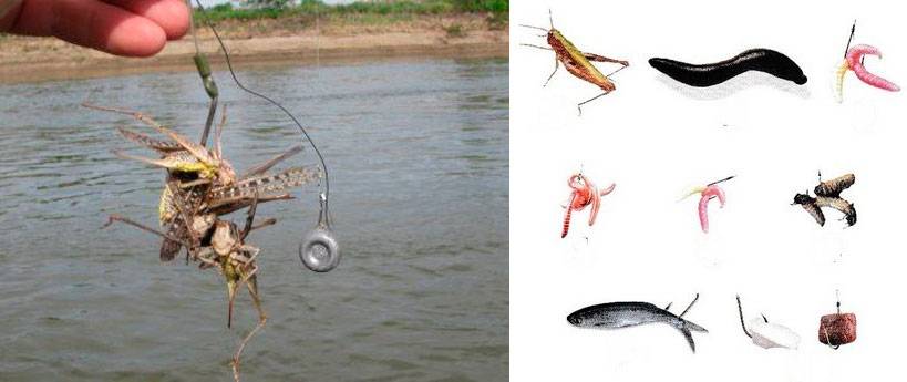 Особенности рыбалки на сома в разное время года
