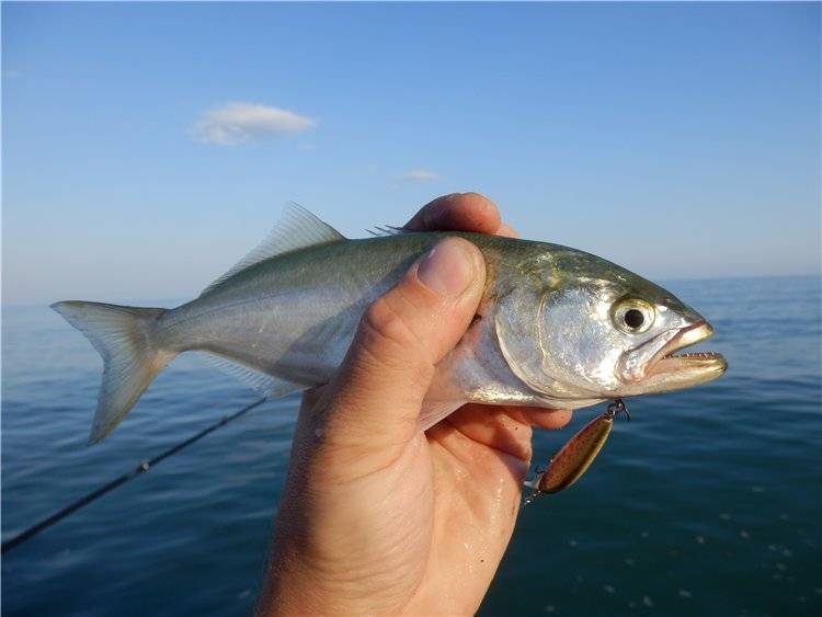 Рыба луфарь - описание рыбы луфарь с фото, её применение в рецептах