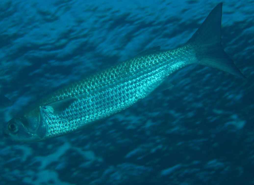 Добыть трофейную рыбу на подводной охоте: варианты подводной охоты
