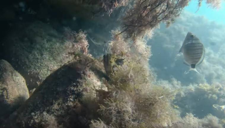 Подводная охота на черном море – рифовые, кефалевые и пелагические виды рыб