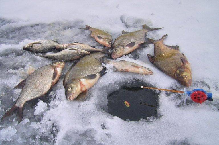 Платная рыбалка в московской области: рыболовные базы, водоемы и туры москвы и области