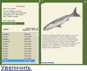 Рыба кефаль: полезные свойства для организма, состав, калорийность на 100 грамм, как выглядит, где водится, вред, противопоказания, фото