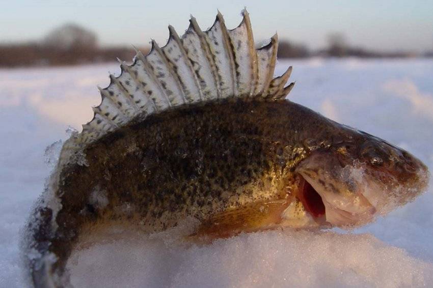 Рыбалка на енисее зимой: видео, особенности рыбалки в красноярске, ловля хариуса в марте