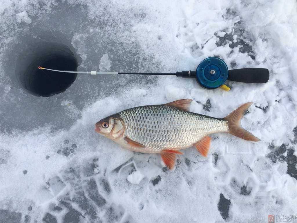 Рыбалка на плотву зимой. снасти, насадки, время ловли