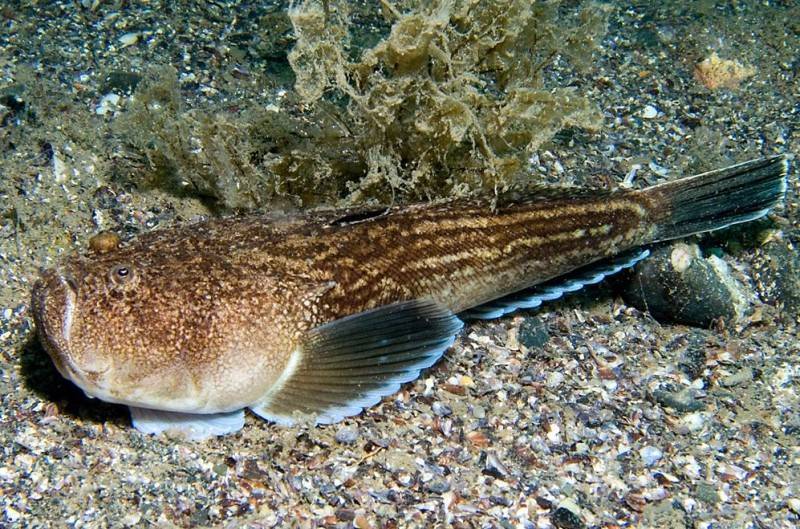 Акулы у побережья крыма и другие опасности черного моря
