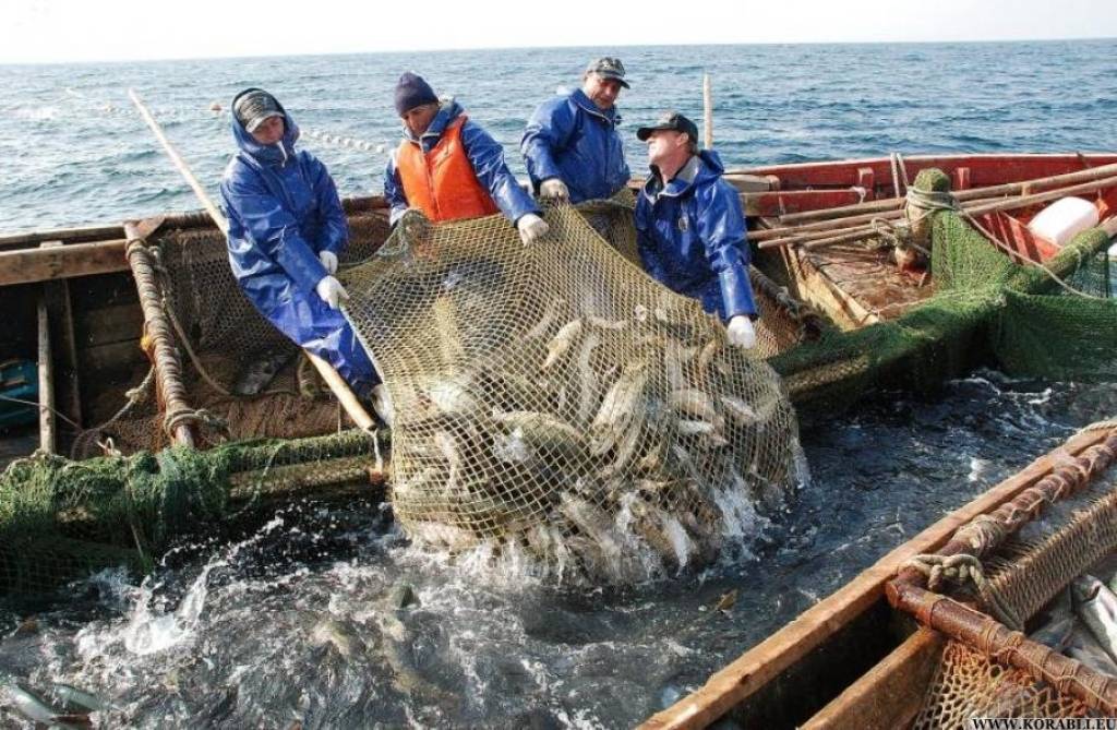 Минимально разрешенные к вылову размеры рыбы в азово-черноморском рыбохозяйственном бассейне