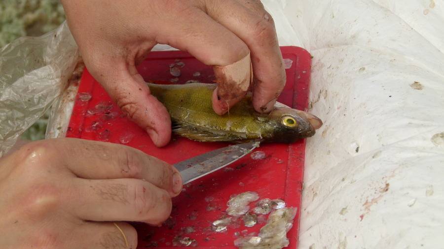 Как почистить рыбу от чешуи дома - самый быстрый и чистый способ